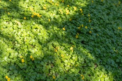 Close-up of lush greenery dotted with tiny yellow blooms under dappled sunlight 写真素材