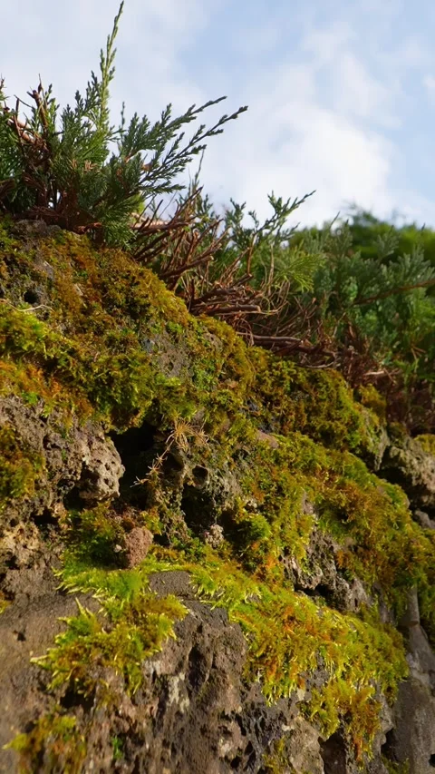 Close-up of lush moss and small shrubs growing over a rugged rocky surface Stock Footage 333655461