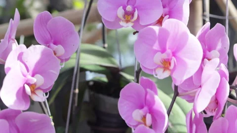 Close up of lush orchid branch. Video stock 301685064