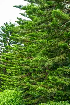 Close-up of a lush pine tree and pine branches and leaves in the park Stock-Fotos