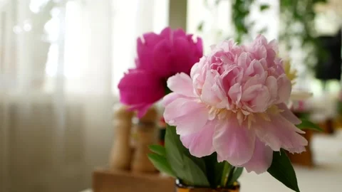 Close-up of lush pink peonies Stock Footage 157174377