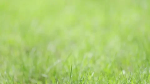 Close-Up of Lush Spring Grass in Serene Natural Light | HLG Stock Footage 311899261