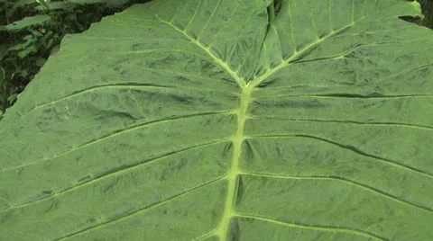 Close Up of the Lush Tropical Foilage in the Amazon Rain Forest Stock-Footage 19038820