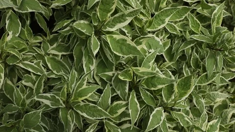 A close-up of the lush, variegated foliage of Cornus alba Stock Footage 310937610