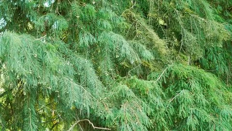 Close-up of lush, weeping green evergreen branches and fine foliage filled wi Stock Photos