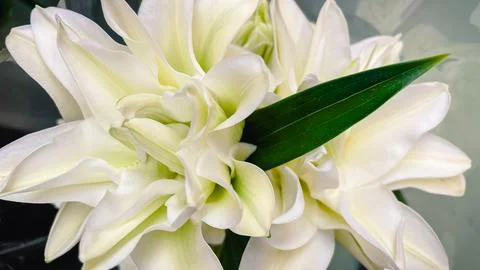 Close up of lush, white double lily petals with a striking dark green leaf .. Stock Photos