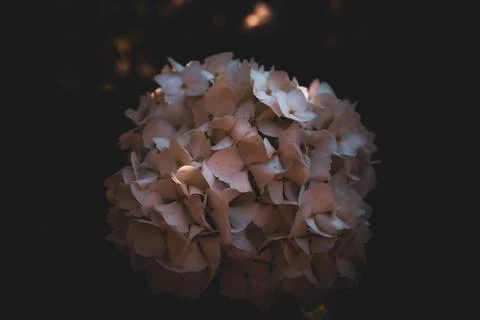 Close-Up of Lush White Hydrangea Stock Photos