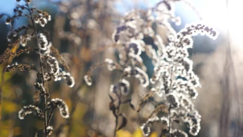 Close up of lush wild vegetation on forest lawn. View on dry high grass at Stockbeeldmateriaal 331248475