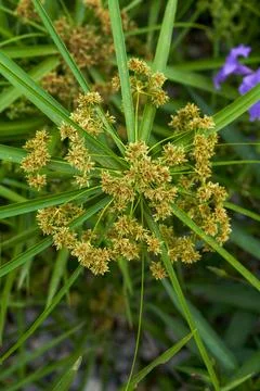 Close-up of lush windmill grass growing in the park Foto stock