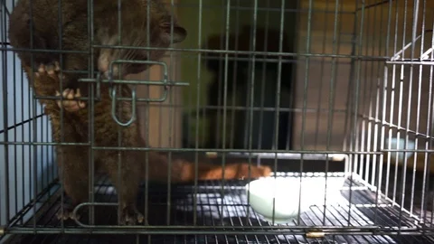 Close up luwak animal - coffee maker Stock Footage 110497599