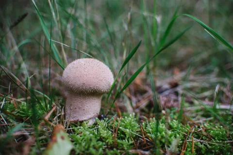Close up on Lycoperdon perlatum on the grass 写真素材