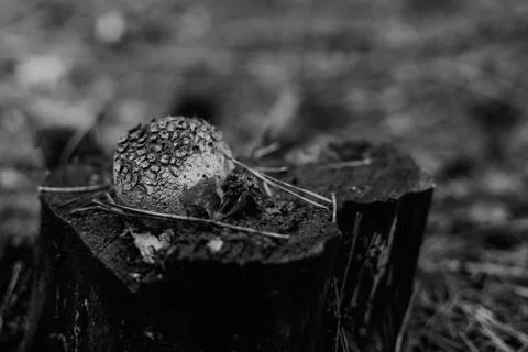 Close up on Lycoperdon perlatum on the tree, black and white Фото