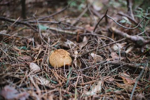 Close up on Lycoperdon perlatum on the tree, black and white Stock Photos