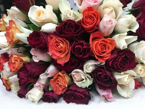 Close-up lying bouquet of multi-colored fresh roses Stock Photos