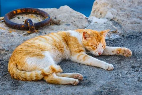 Close up of lying cat Stock Photos