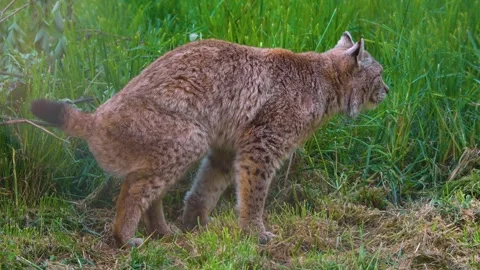 Close up of lynx bob cat  Stock Footage 274241367