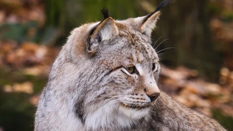 Close up of lynx cat Video stock 124499924