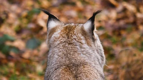 Close up of lynx cat Stock Footage 124500547