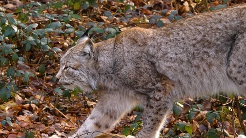 Close up of lynx cat Video stock 124500569