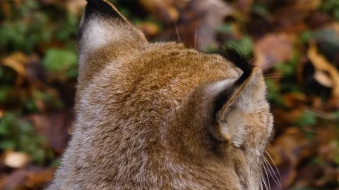 Close up of lynx cat Stock Footage 124500707