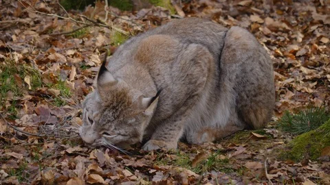 Close up of lynx cat Stock Footage 124501220