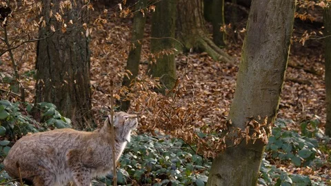 Close up of lynx cat Stock Footage 124501636