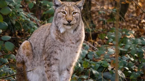 Close up of lynx cat Video stock 124501849