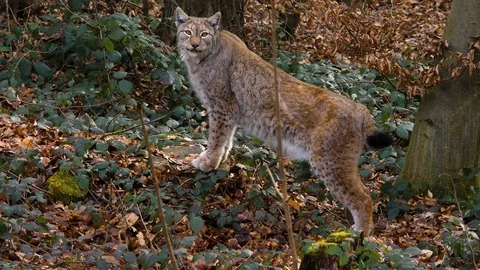 Close up of lynx cat Stock Footage 124502099