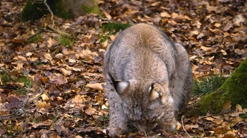 Close up of lynx cat Stock Footage 124502689