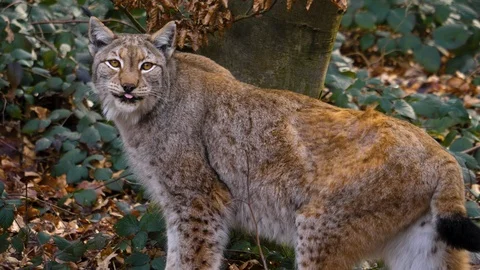 Close up of lynx cat Stock Footage 124503046