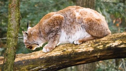 Close up of lynx cat Video stock 124503365