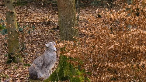 Close up of lynx cat Stock Footage 124503373