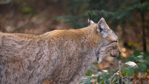Close up of lynx cat Stock Footage 124503475