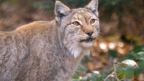 Close up of lynx cat Stock Footage 124503671