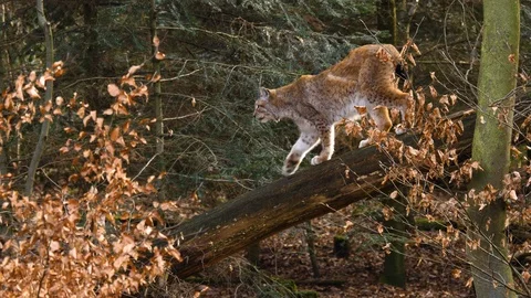 Close up of lynx cat Video stock 124503874