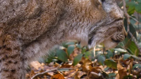 Close up of lynx cat Stock Footage 124503923