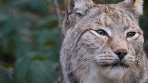 Close up of lynx cat Stock Footage 124551324