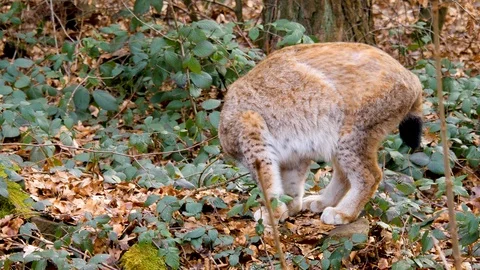 Close up of lynx cat Stock Footage 124551460
