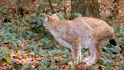 Close up of lynx cat Stock Footage 124551749