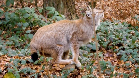 Close up of lynx cat Stock Footage 124551823