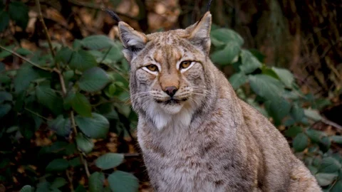 Close up of lynx cat Stock Footage 124552188