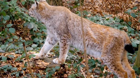 Close up of lynx cat Stock Footage 124552495