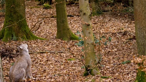 Close up of lynx cat Stock Footage 124552745