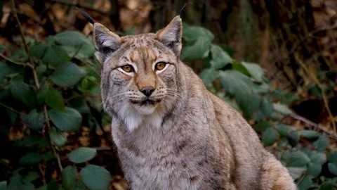 Close up of lynx cat Stock Footage 124552878