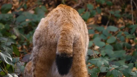 Close up of lynx cat Video stock 124553051