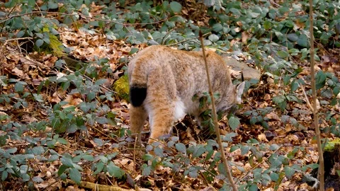Close up of lynx cat Stock Footage 124553507