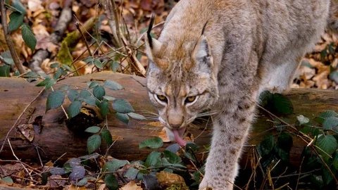 Close up of lynx cat Stock Footage 124553688