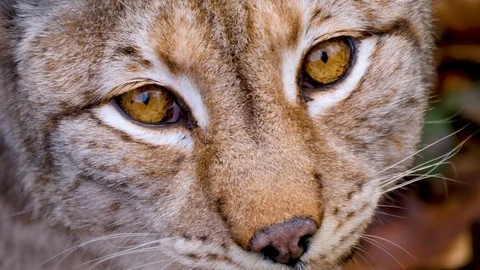 Close up of lynx cat Video stock 124553793