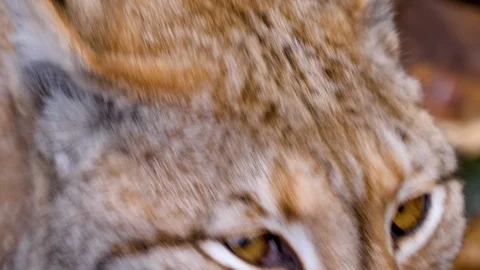 Close up of lynx cat Stock Footage 124553941
