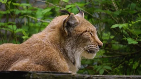 Close up of lynx cat  Stock Footage 242184674